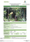 Vista preliminar de documento FT-HCO-13_Bosque_Aluvial_Inundable_-_Honoria_Sur