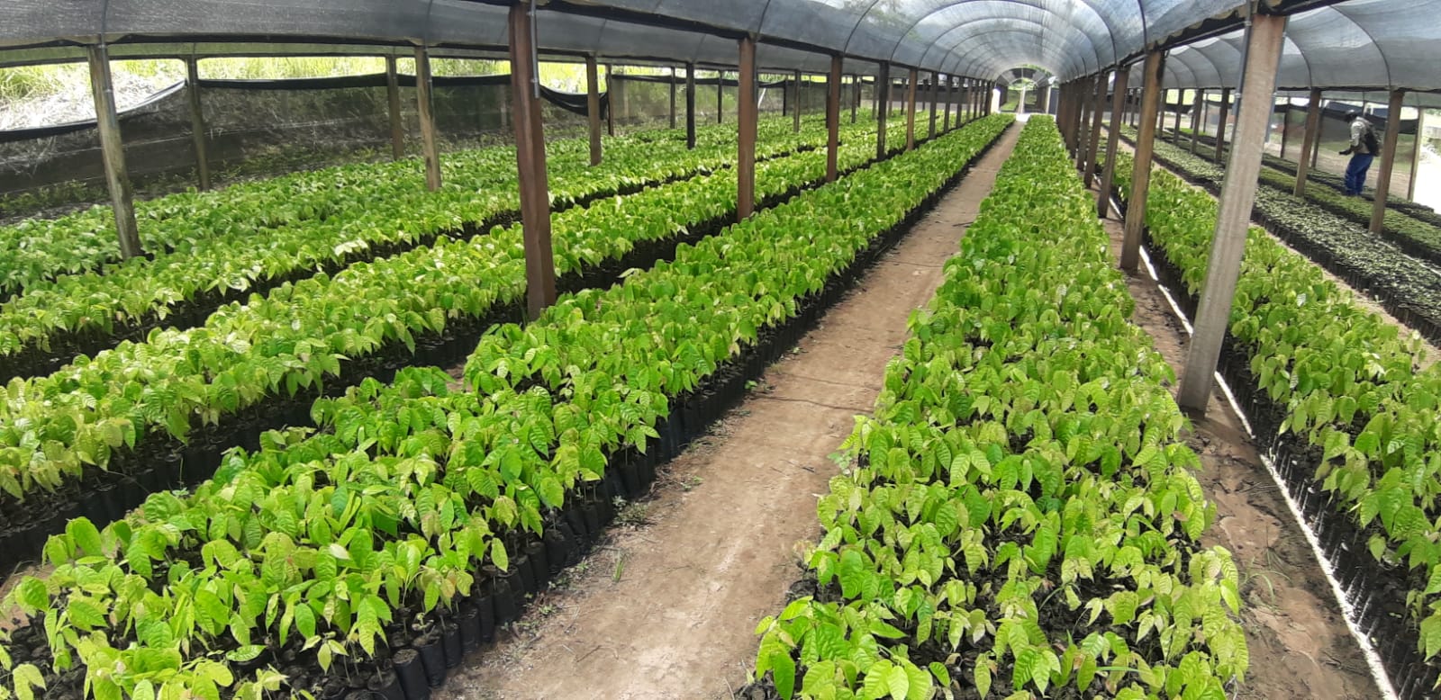 El gobierno regional donó 8 mil plantones a la Empresa Prestadora de Servicios y Saneamiento Moyobamba para trabajos de reforestación.