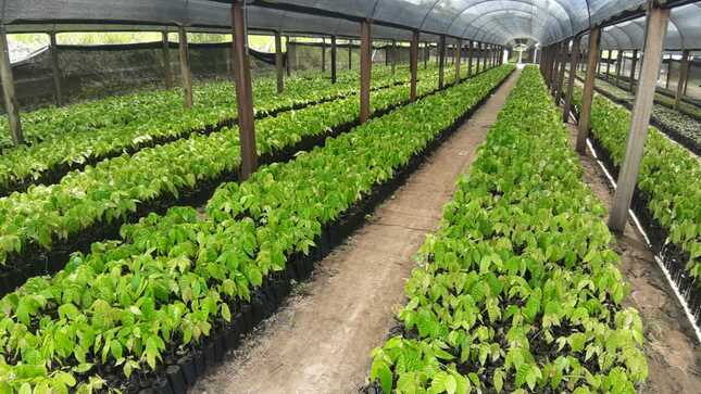 El gobierno regional donó 8 mil plantones a la Empresa Prestadora de Servicios y Saneamiento Moyobamba para trabajos de reforestación.
