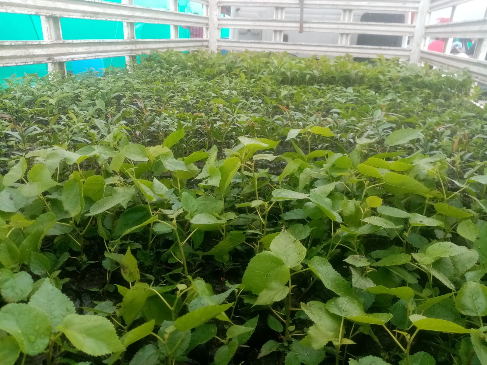 Entre las plantas donadas para el desarrollo de dicha actividad se encuentran especies maderables y forestales.