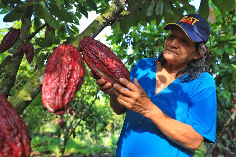 Se elevará el nivel de producción local de agricultores locales dedicados mayormente al sembrío de cacao, palma aceitera, entre otras actividades.