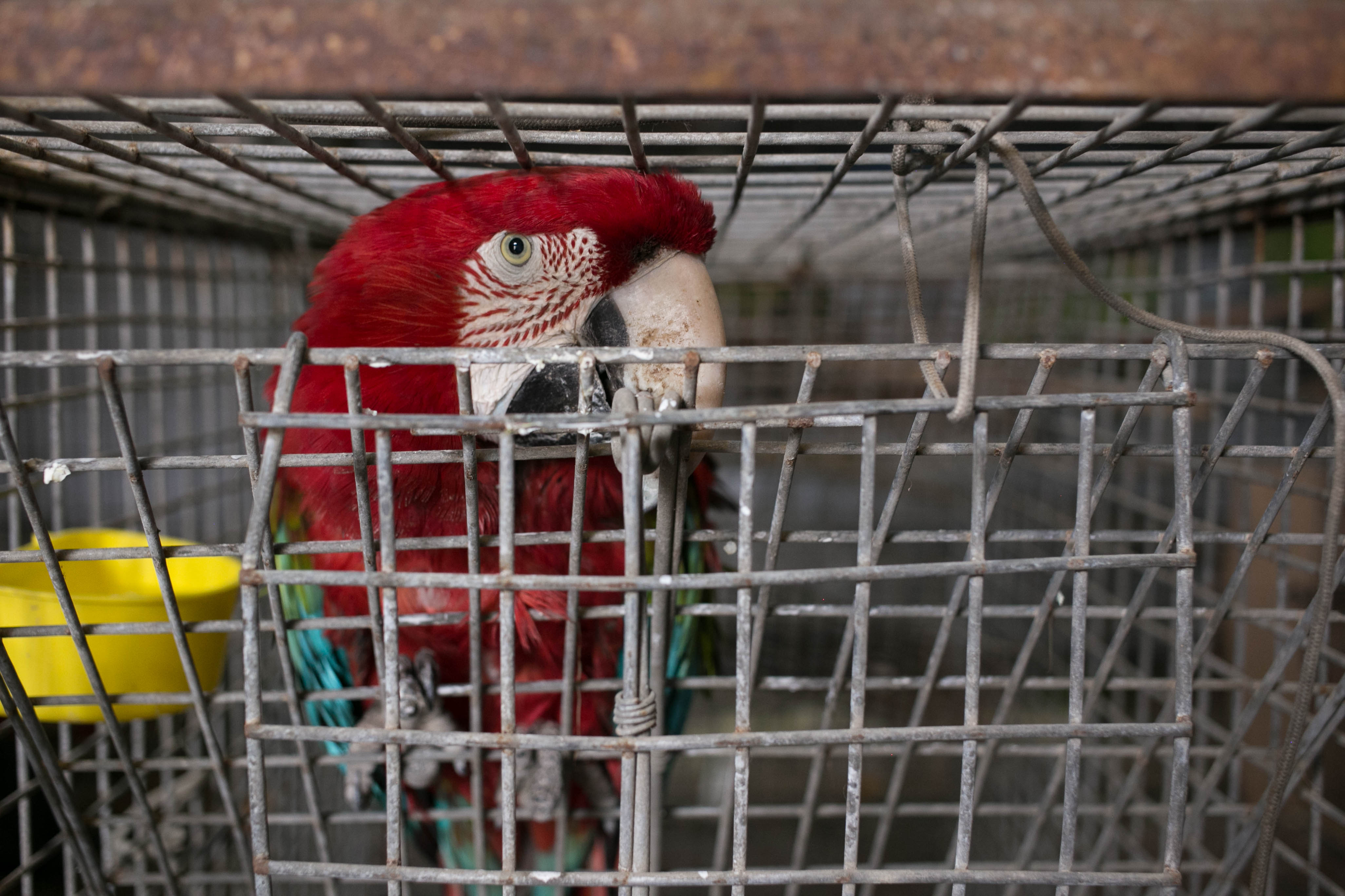 SERFOR capacita a entidades para combatir tráfico ilegal de fauna silvestre  en Perú - Noticias - Servicio Nacional Forestal y de Fauna Silvestre -  Plataforma del Estado Peruano