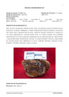 Vista preliminar de documento Anexo VI: Estudios Mineragráficos