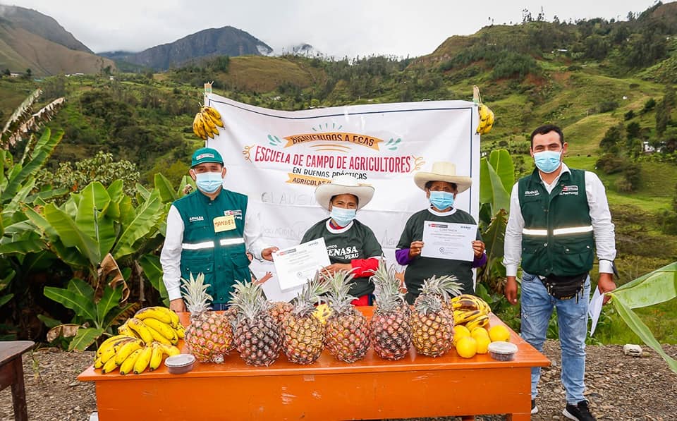 Productores de Chalamarca Alcanzan Banano Ecológico en Chota