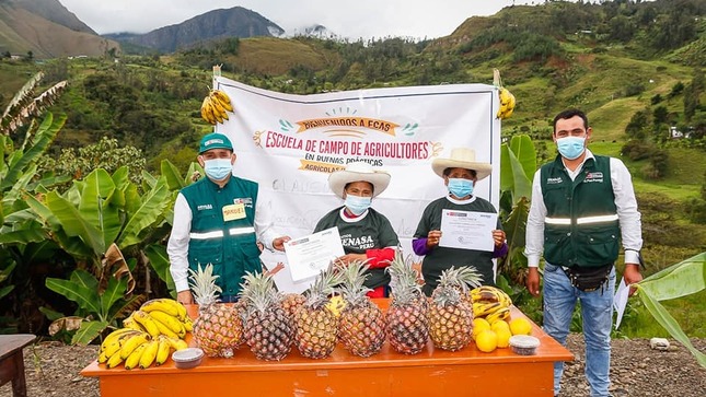 Productores de Chalamarca Alcanzan Banano Ecológico en Chota