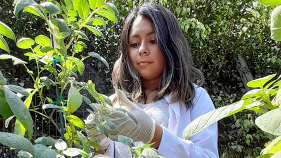 La estudiante de agronomía Shirley Zevallos tocas las hojas de papa