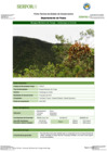 Vista preliminar de documento FT-PAS-07_BOSQUE_MONTANO_DE_YUNGA_-_AMEEREGA_LA_COLINAFFFF.pdf