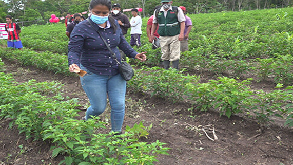 En alianza estratégica con la Municipalidad Distrital de Yantaló liberan crisopas en cultivos de ají tabasco.