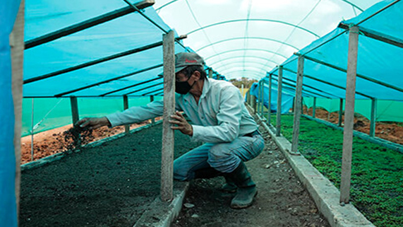 Viveros del morro de Calzada contribuirán con trabajos de reforestación regional.