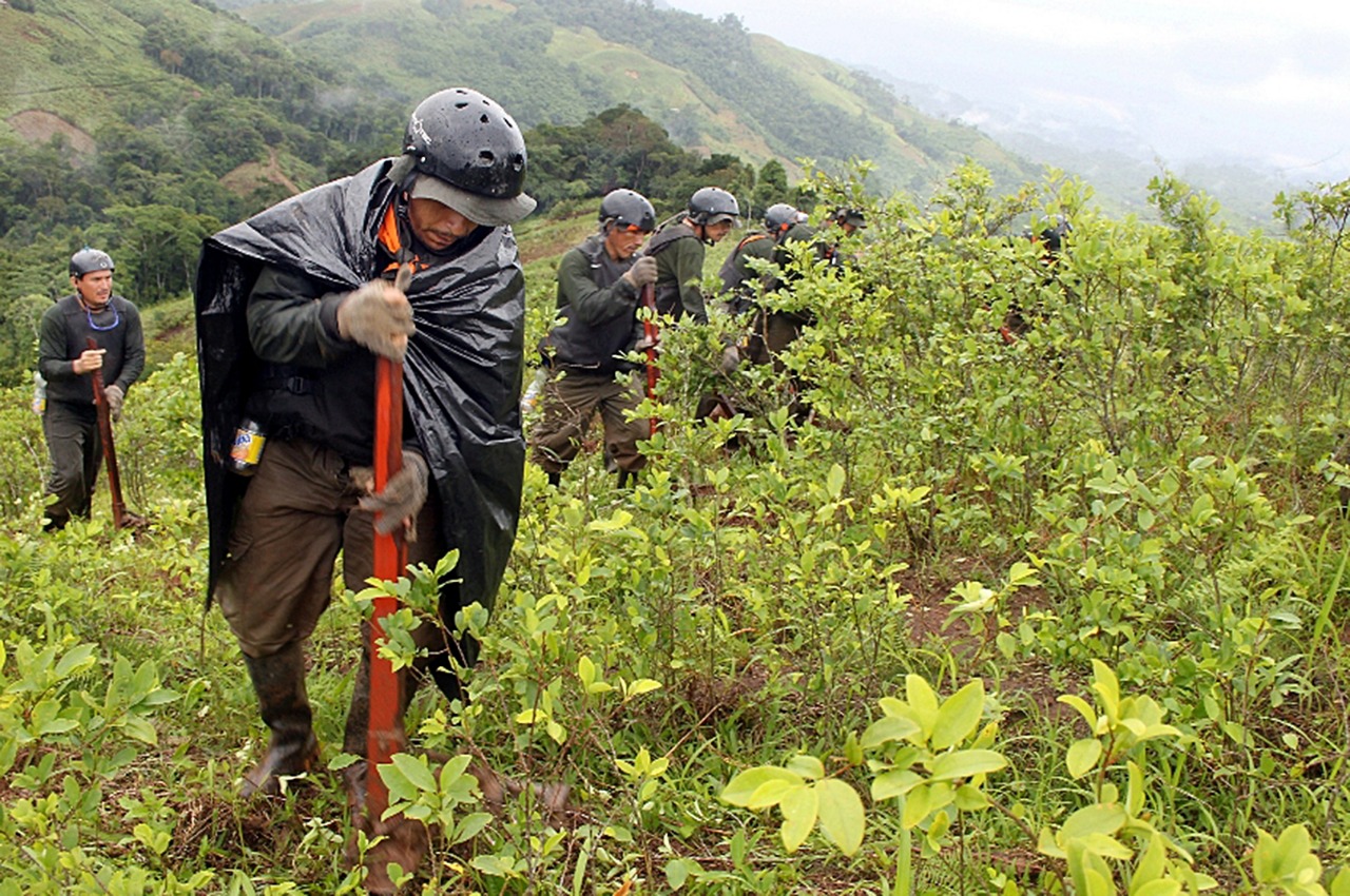 Corah supera meta anual de erradicación de cultivos ilegales de hoja de coca.