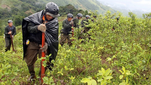 Corah supera meta anual de erradicación de cultivos ilegales de hoja de coca.