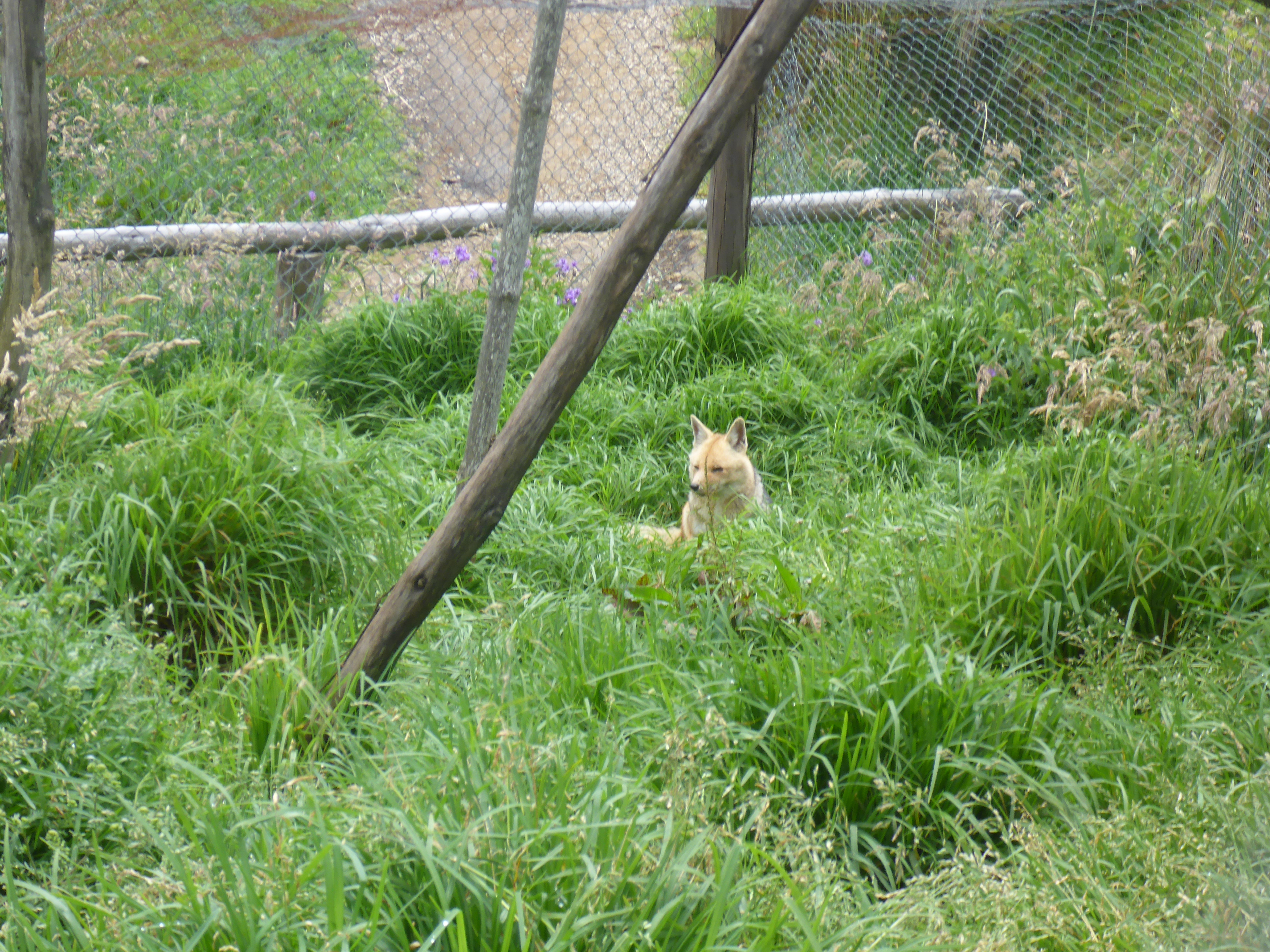 Zorrito andino en el zoológico Atahualpa Jerusalén - Cajamarca.