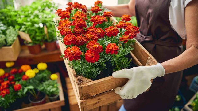 Inacal establece estándares para impulsar la producción y comercialización de  flores y plantas ornamentales - Noticias - Instituto Nacional de Calidad -  Gobierno del Perú