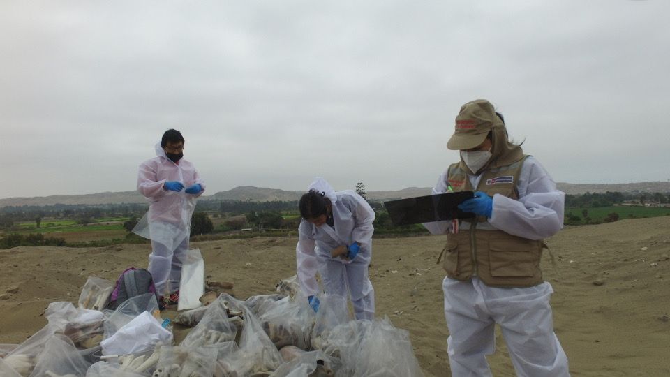 Ministerio de Cultura recuperó bienes culturales afectados en el Sitio Arqueológico Pampa de Ánimas en Huaura