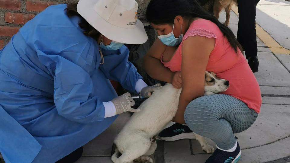 Arequipa: 1200 canes fueron vacunados contra la rabia durante barrido en Cerro Colorado