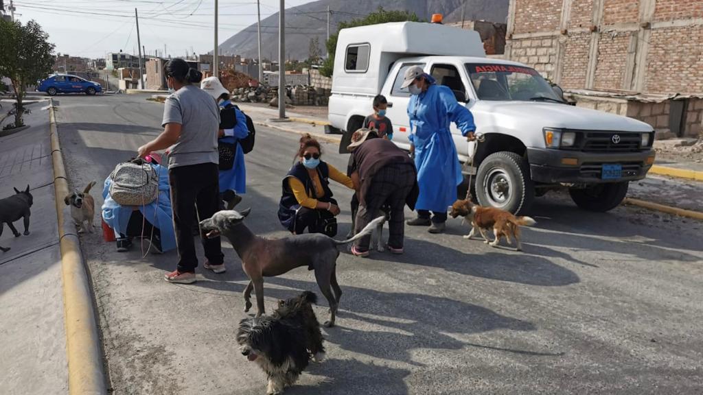 Arequipa: 1200 canes fueron vacunados contra la rabia durante barrido en Cerro Colorado