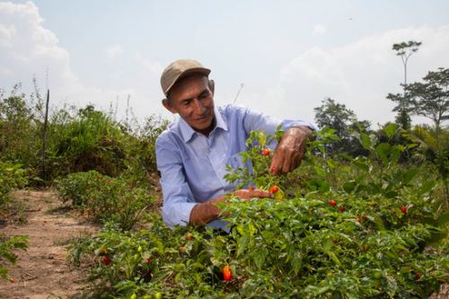 Perú busca reconocimiento de la UNESCO de las prácticas y significados asociados a la preparación y consumo del ceviche