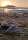 Vista preliminar de documento Chuita (Phlalacrocorax gaimardi) – Playa Cavero, Ventanilla