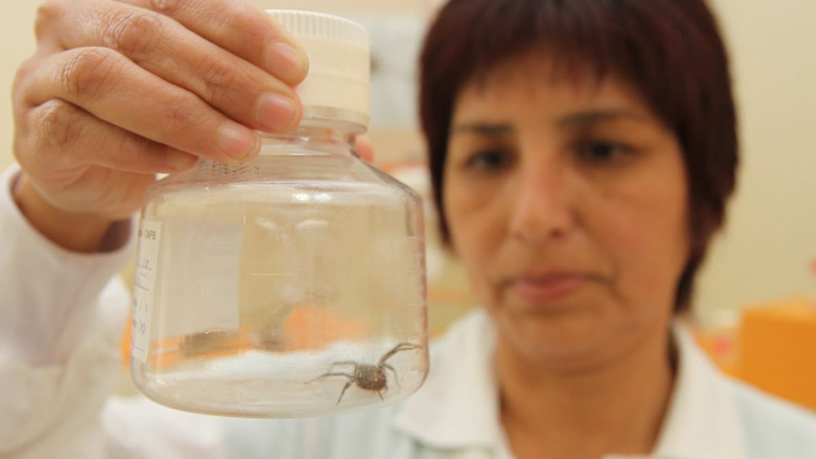 Minsa notificó cerca de 9000 casos de loxoscelismo en el país durante los últimos 5 años