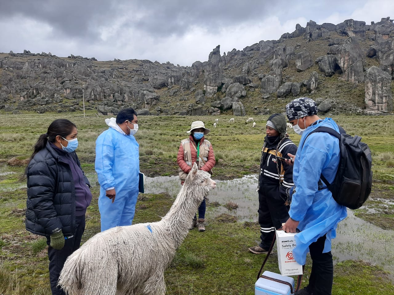 Gestores interculturales recorrerán más de 150 localidades para sensibilizar a pueblos indígenas y pueblo afroperuano sobre la vacunación