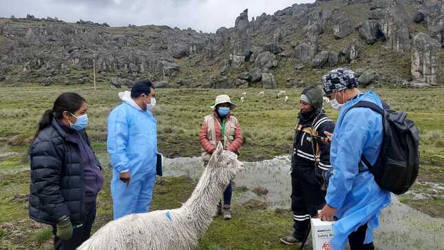 Gestores interculturales recorrerán más de 150 localidades para sensibilizar a pueblos indígenas y pueblo afroperuano sobre la vacunación