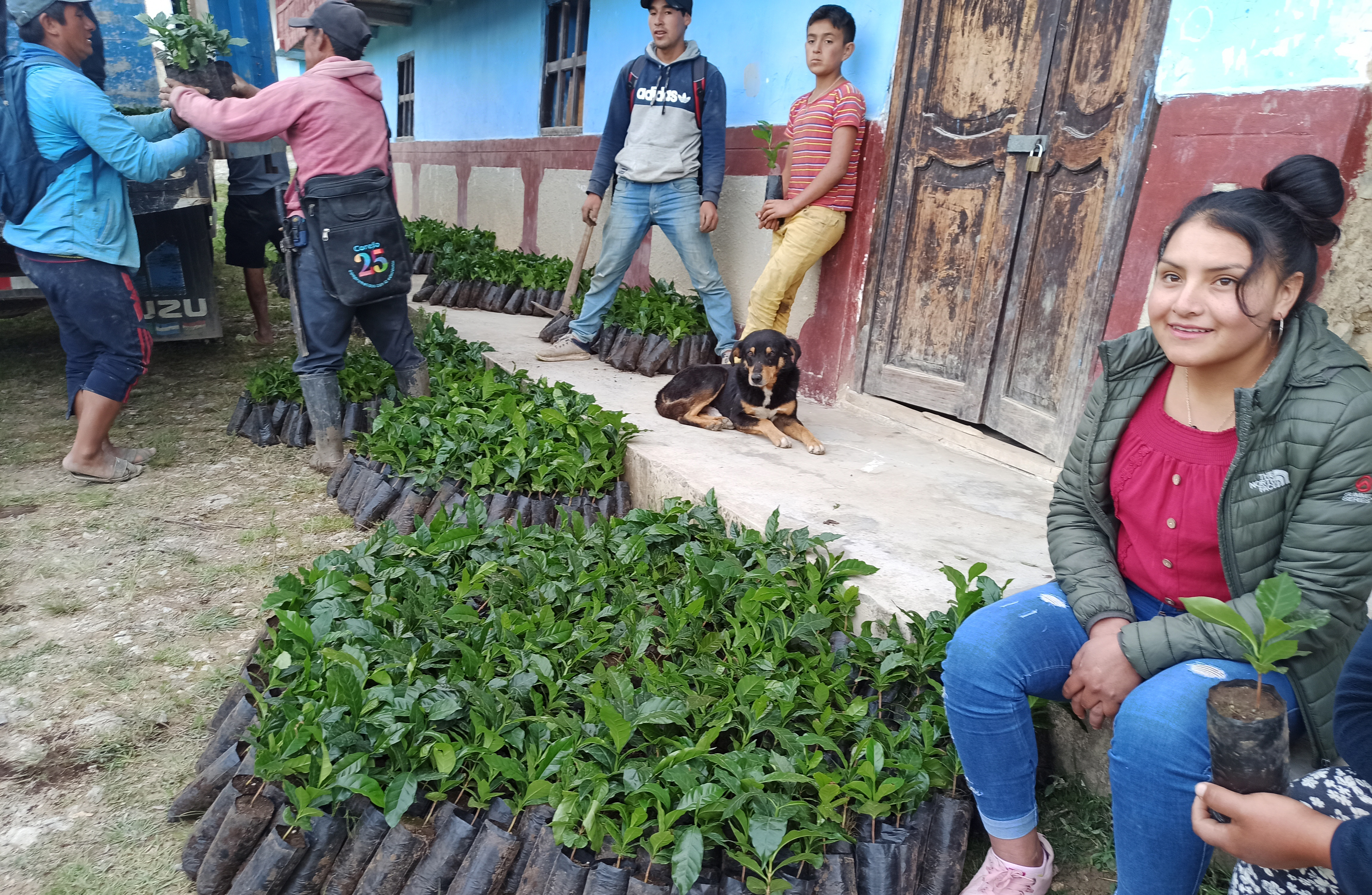 Plantones de Café distribuidos en Lucmar.