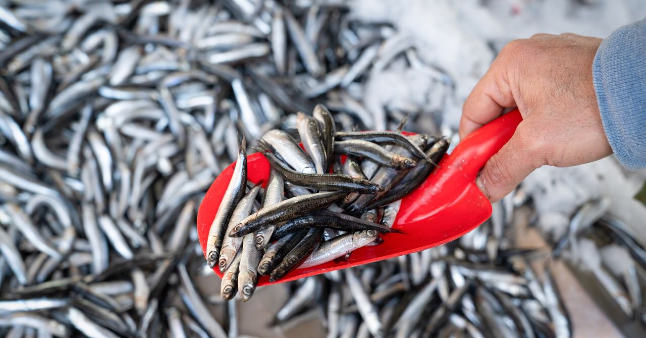 Imagen de pesca del recurso anchoveta