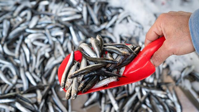 Imagen de pesca del recurso anchoveta