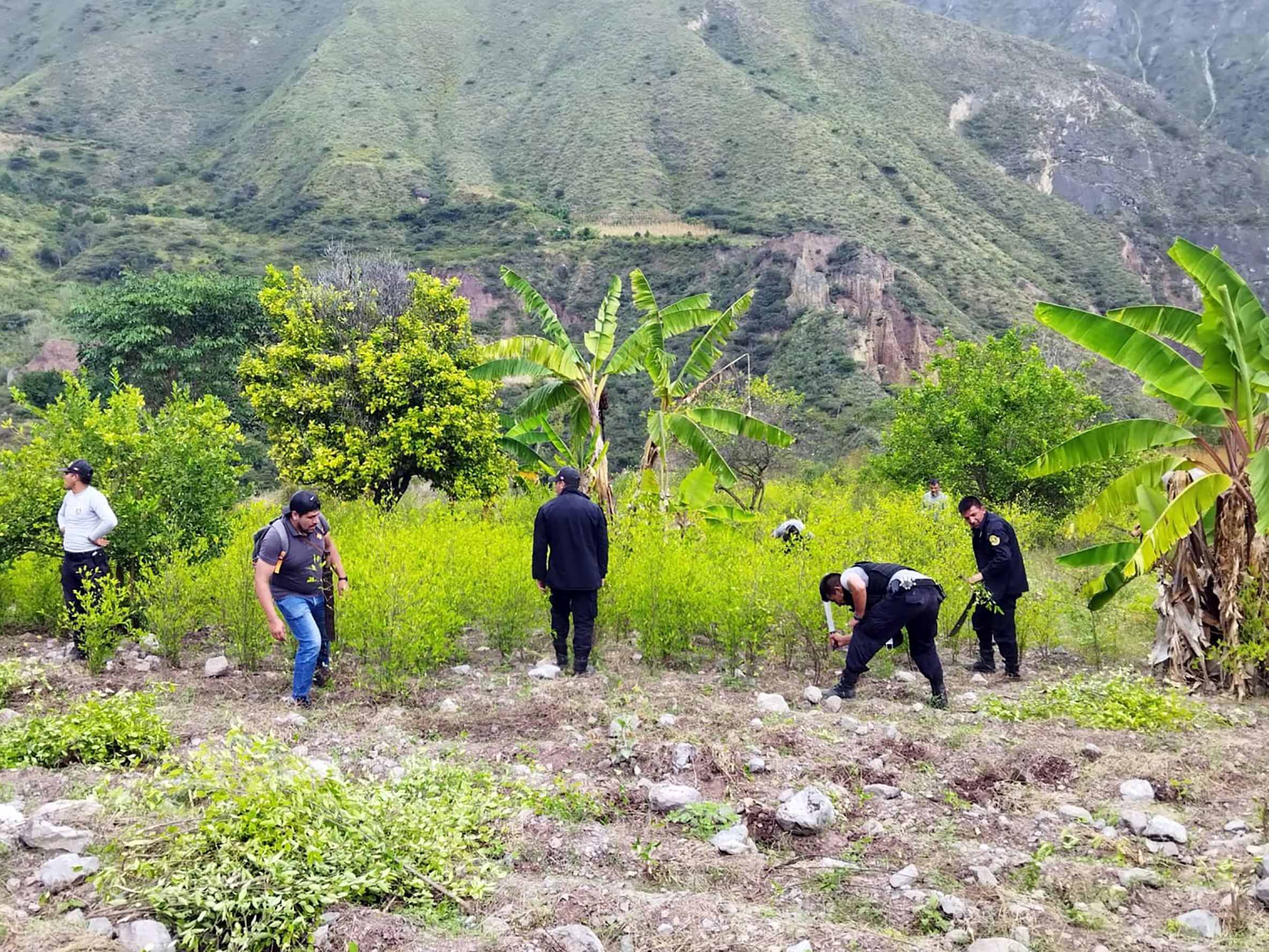 En el marco de su lucha frontal contra el tráfico ilícito de drogas, la Policía Nacional del Perú (PNP) destruyó dos hectáreas de cultivos ilegales de hoja de coca en el Valle de Llanguat, en la región Cajamarca, que iban a ser procesadas por el narcotráfico.