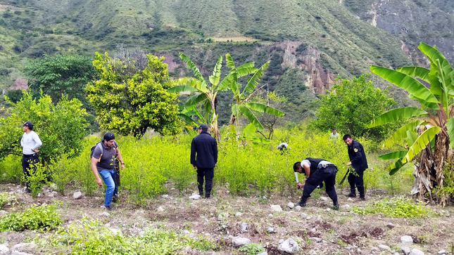 En el marco de su lucha frontal contra el tráfico ilícito de drogas, la Policía Nacional del Perú (PNP) destruyó dos hectáreas de cultivos ilegales de hoja de coca en el Valle de Llanguat, en la región Cajamarca, que iban a ser procesadas por el narcotráfico.