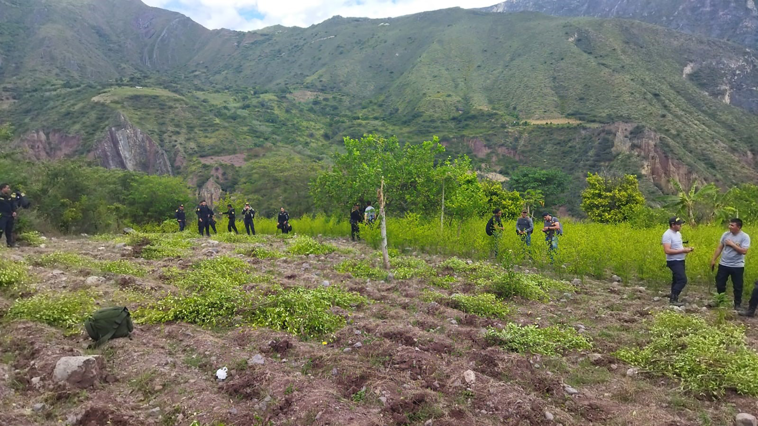 En el marco de su lucha frontal contra el tráfico ilícito de drogas, la Policía Nacional del Perú (PNP) destruyó dos hectáreas de cultivos ilegales de hoja de coca en el Valle de Llanguat, en la región Cajamarca, que iban a ser procesadas por el narcotráfico.