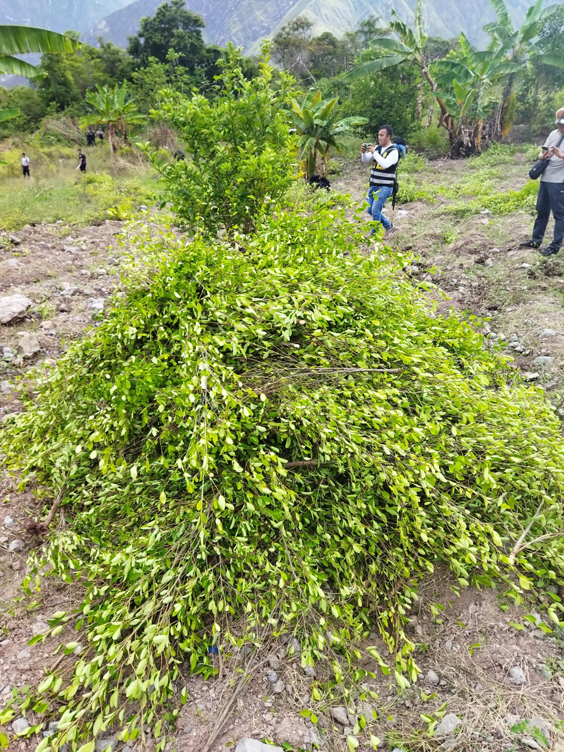 En el marco de su lucha frontal contra el tráfico ilícito de drogas, la Policía Nacional del Perú (PNP) destruyó dos hectáreas de cultivos ilegales de hoja de coca en el Valle de Llanguat, en la región Cajamarca, que iban a ser procesadas por el narcotráfico.