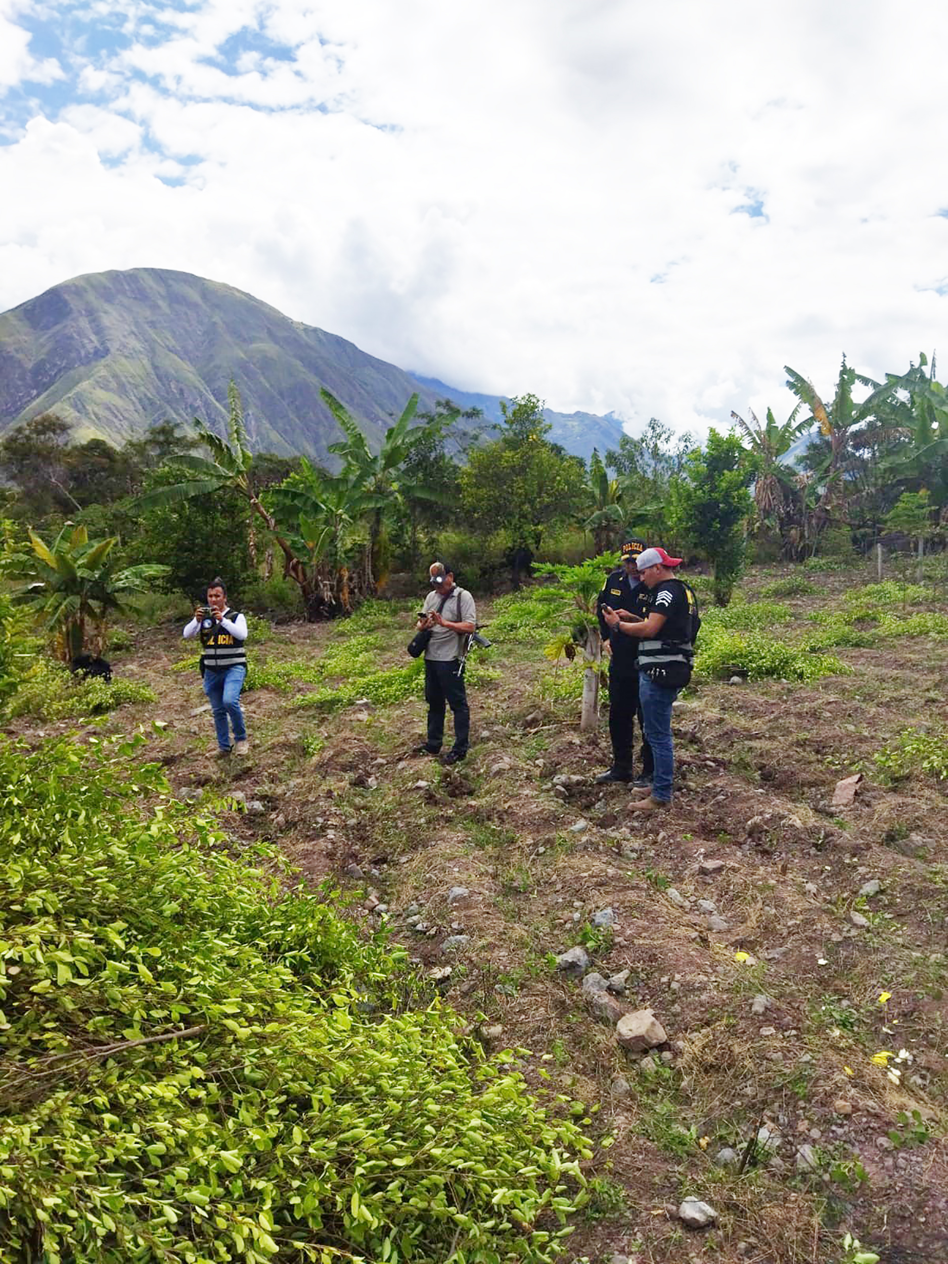 Cajamarca: Destruyen dos hectáreas de hoja de coca destinada al narcotráfico
