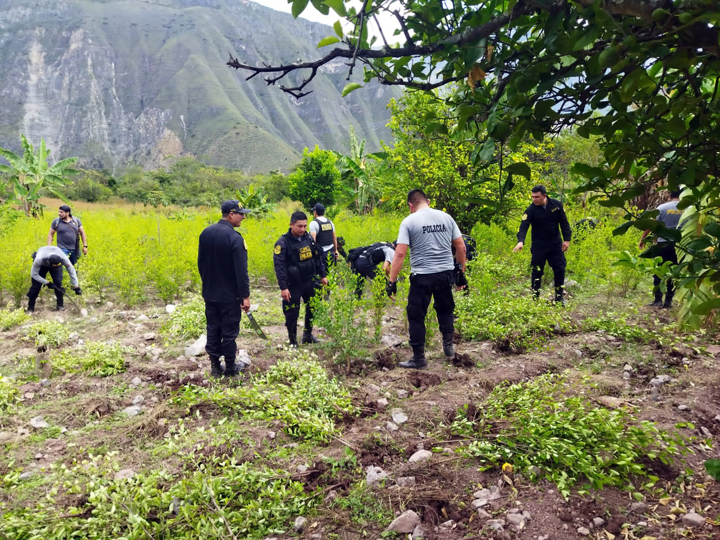 Cajamarca: Destruyen dos hectáreas de hoja de coca destinada al narcotráfico