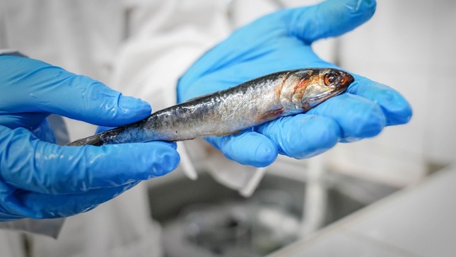 anchoveta