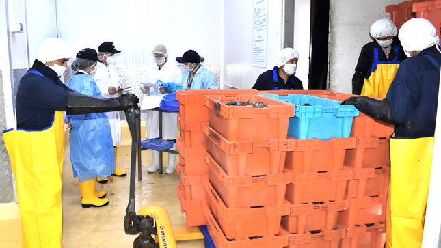 Imagen de trabajadores en planta procesadora de recursos hidrobiológicos congelados