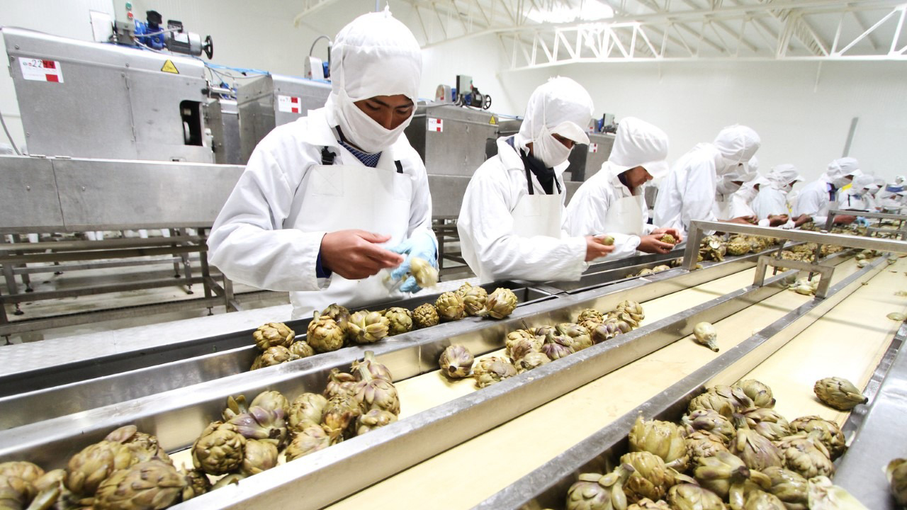 Imagen de trabajador de una planta de alcachofas