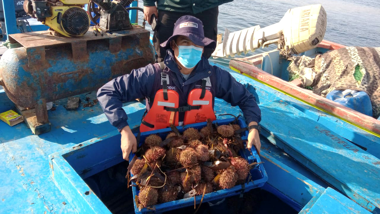 Imagen de personal de Produce en operativo de extracción ilegal de erizo rojo en Marcona