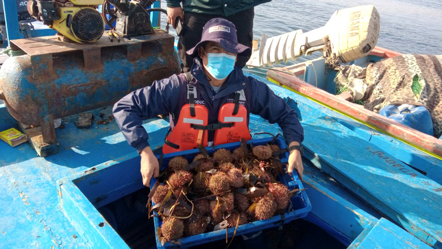 Imagen de personal de Produce en operativo de extracción ilegal de erizo rojo en Marcona