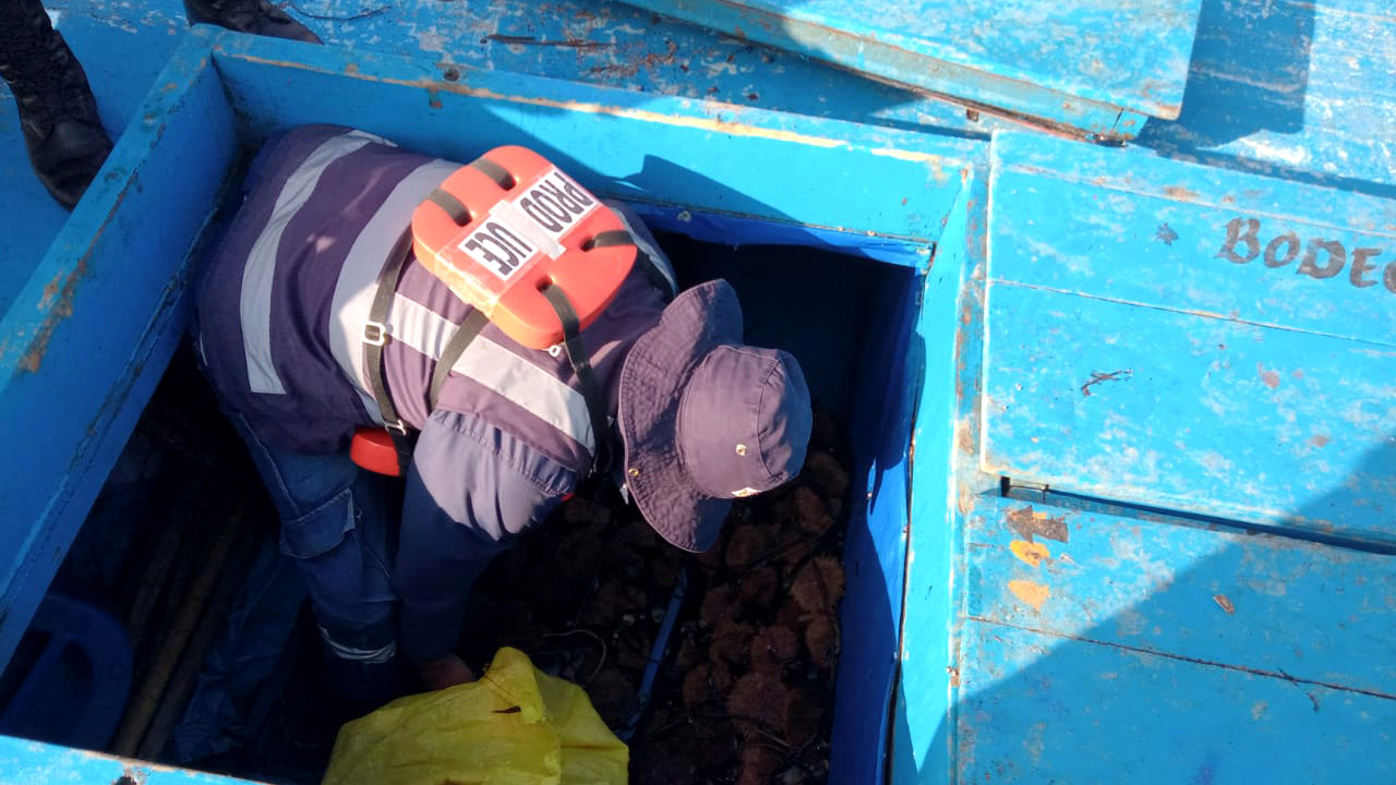 Imagen de personal de Produce en operativo de extracción ilegal de erizo rojo en Marcona