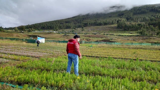 Auditor inspecciona vivero forestal en Sihuas