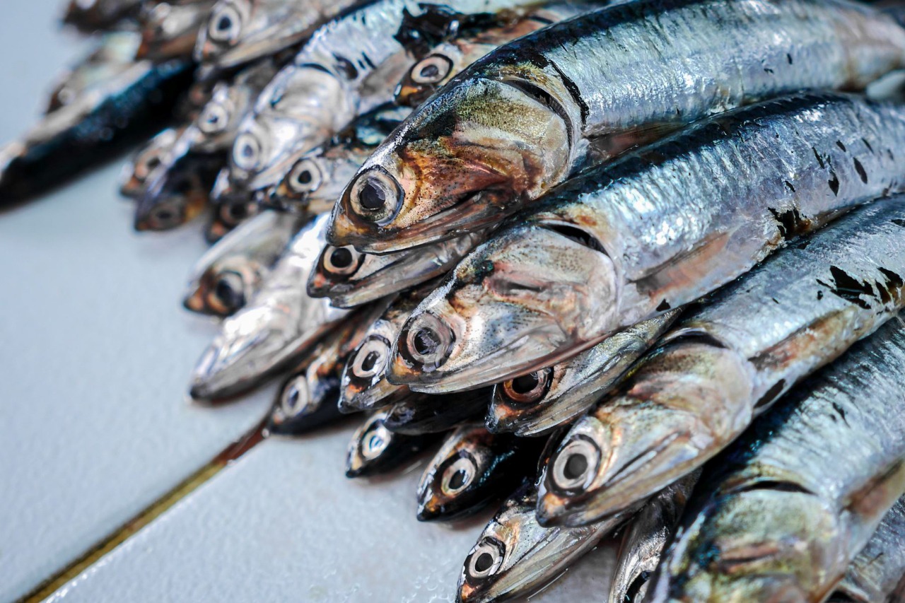 Imagen del recurso anchoveta