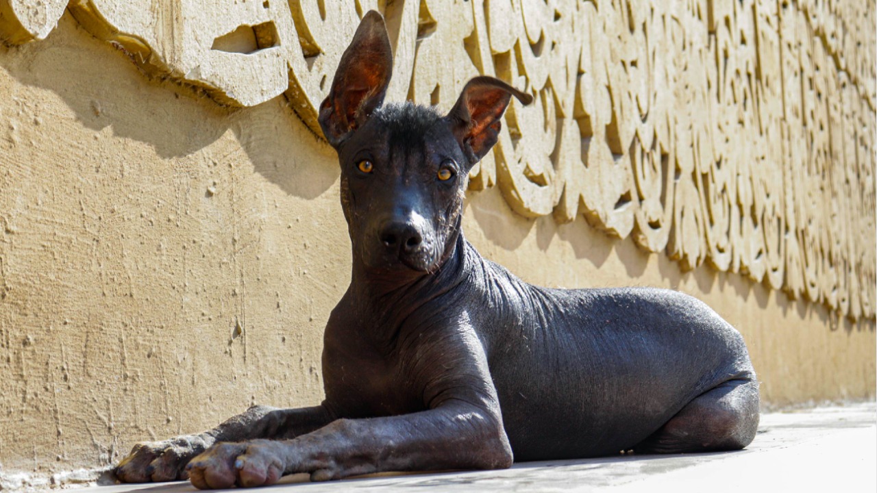 Chan Chan: Museos Abiertos ofrecerá un variado programa al conmemorarse el Día del Perro Peruano Sin Pelo
