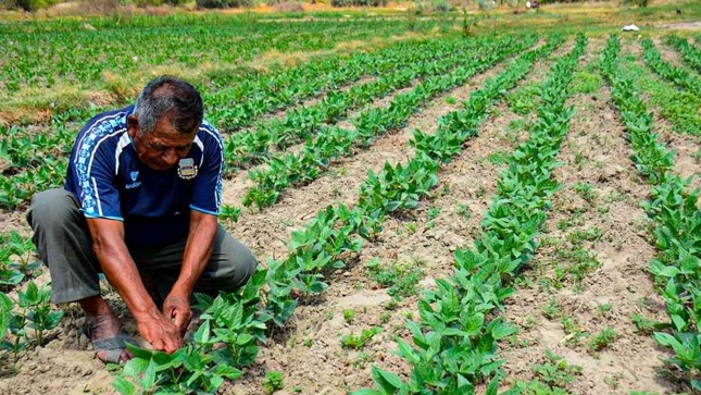 Convocatoria internacional para adquisición de 73 mil toneladas de fertilizantes carecía de condiciones para asegurar compra oportuna