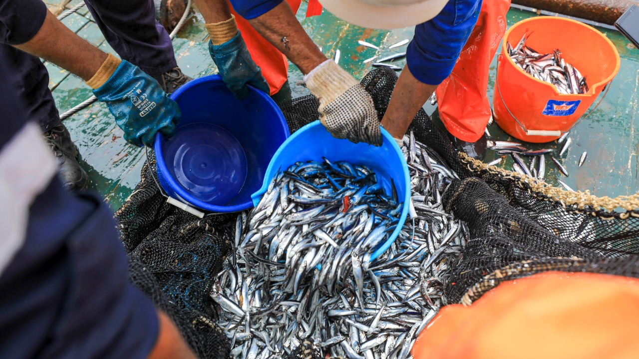 Imagen de pesca de anchoveta