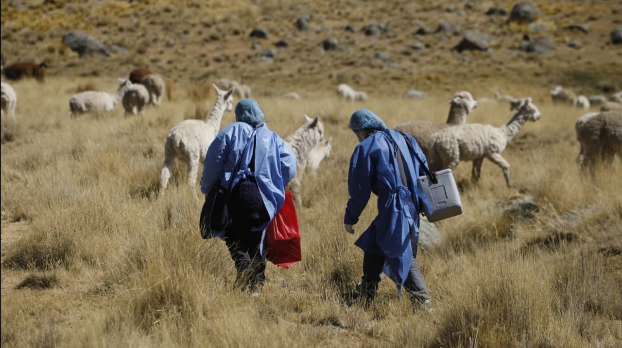 Brigadas de salud vacunan a más de 4200 m.s.n.m. en las zonas altoandinas de Puno por las heladas