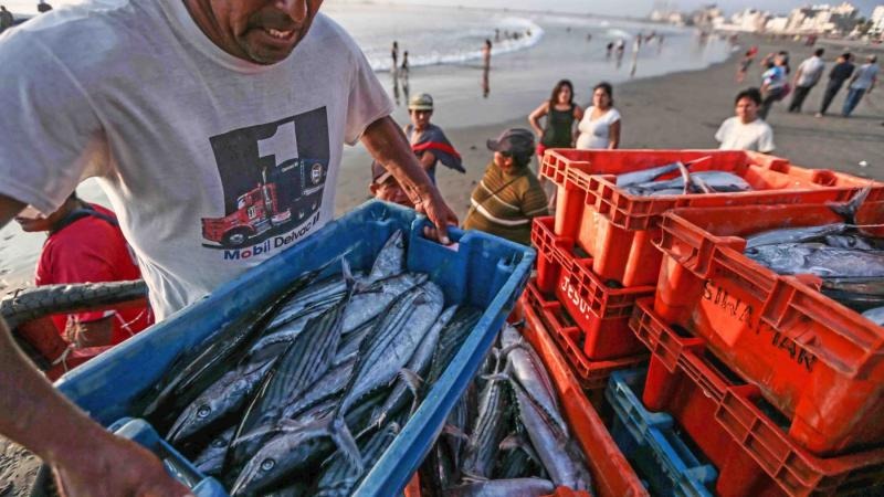 Imagen de pescador artesanal con caja conteniendo el recurso bonito