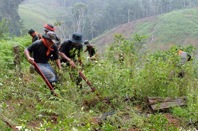 Más de 10 000 hectáreas de hoja de coca erradicó el Mininter en lo que va del año