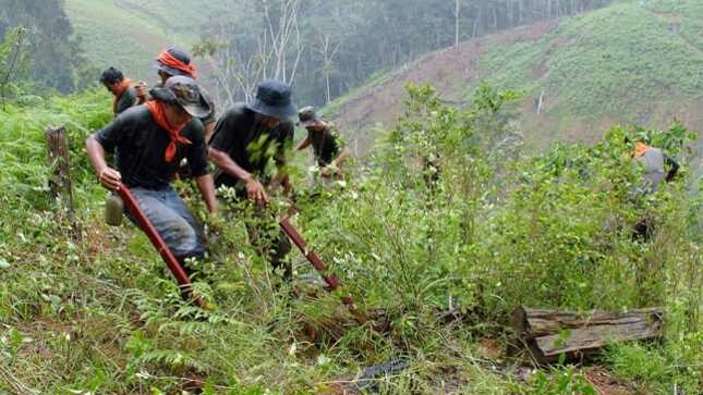 Más de 10 000 hectáreas de hoja de coca erradicó el Mininter en lo que va del año