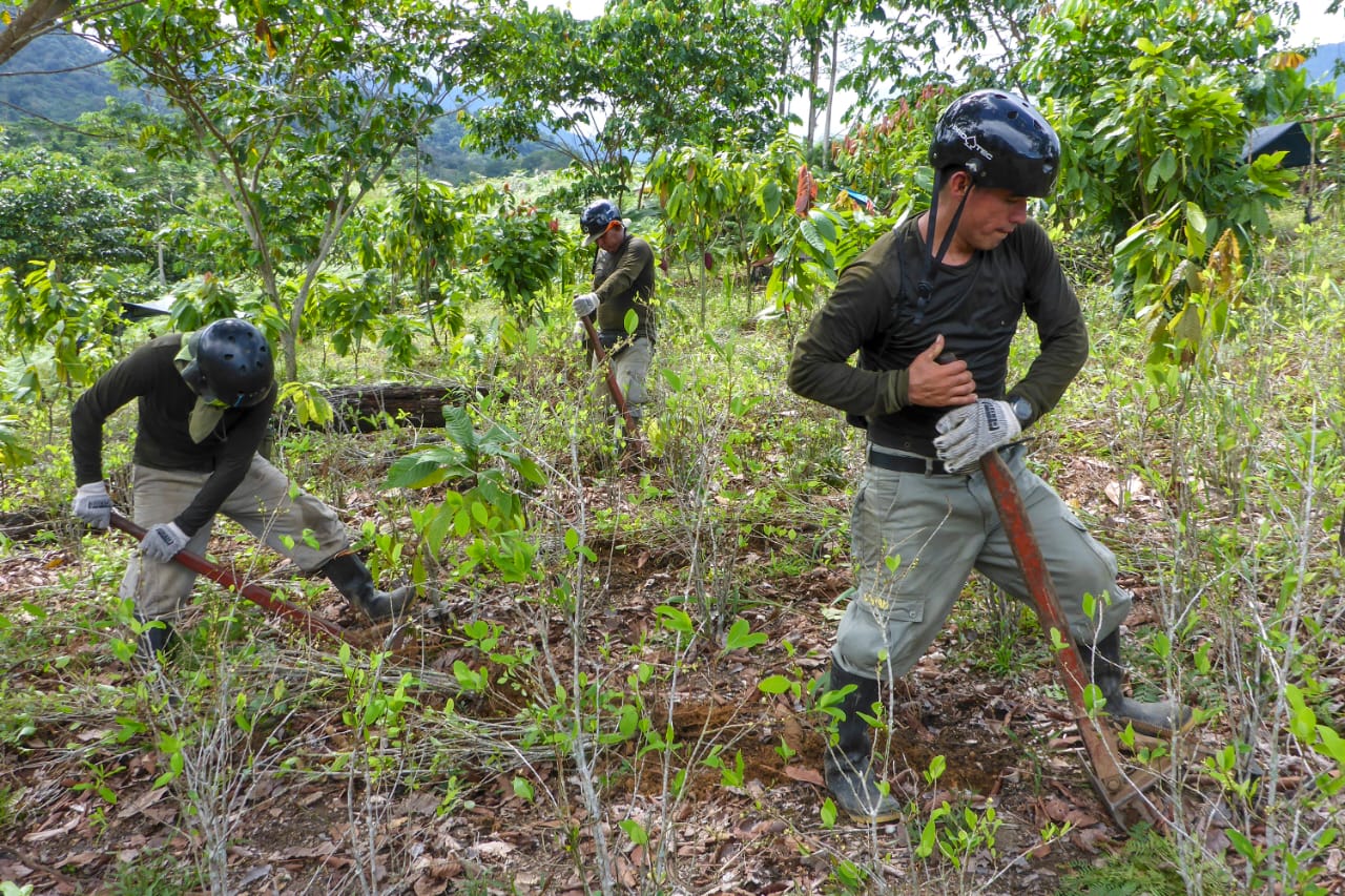 Más de 10 000 hectáreas de hoja de coca erradicó el Mininter en lo que va del año